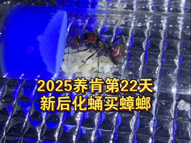 2025澳门特马今晚开奖号码是多少和酒店早餐吃出蒸蟑螂与酒店早餐吃出蒸蟑螂怎么赔偿